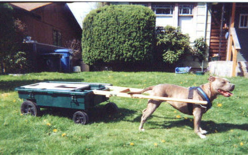 Completed wagon with dog for size reference