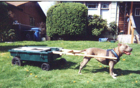 Completed wagon with dog for size reference