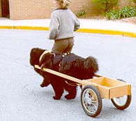 Buoy off-lead - fast!