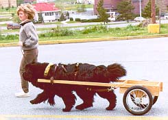 Off-lead in heel position