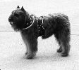 Gus the Bouvier in harness