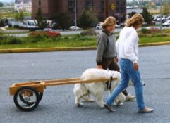 More puppy - fully connected