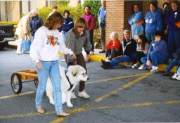 Walking cart beside the pup