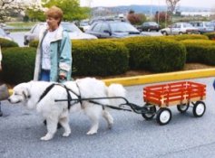 A Dog Works Wagon and shafts