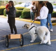 Pyr Puppy in Harness