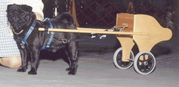 Eoan, a carting Pug