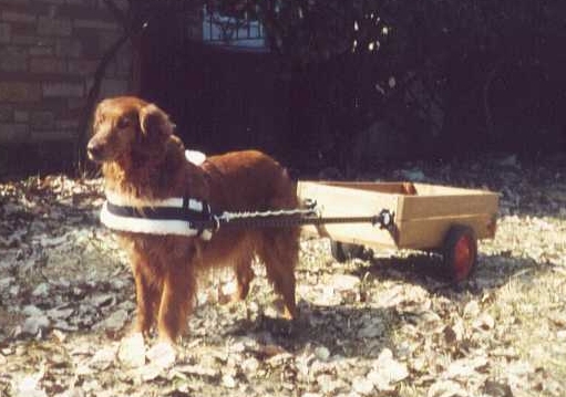 Ginger, ready to move out