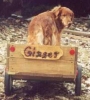 Ginger with cart