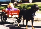 Parker with Princess in cart