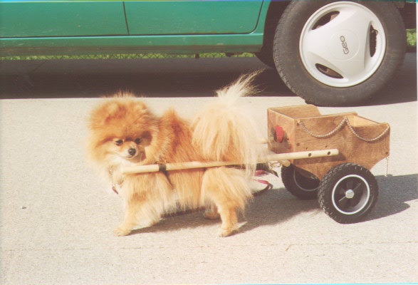 Scamper and a two-wheel cart