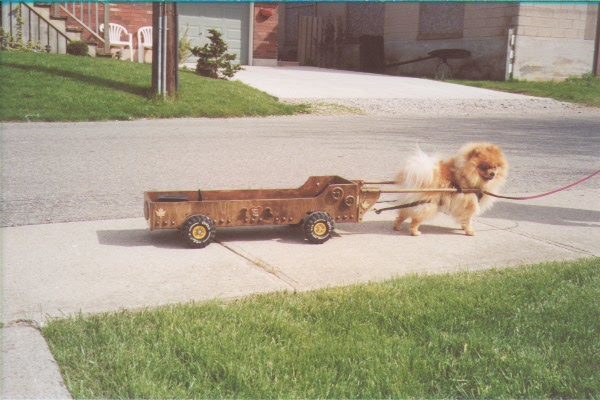 Scooter and a 4-wheel cart