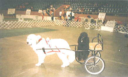 Summerhill Great Pyrenees