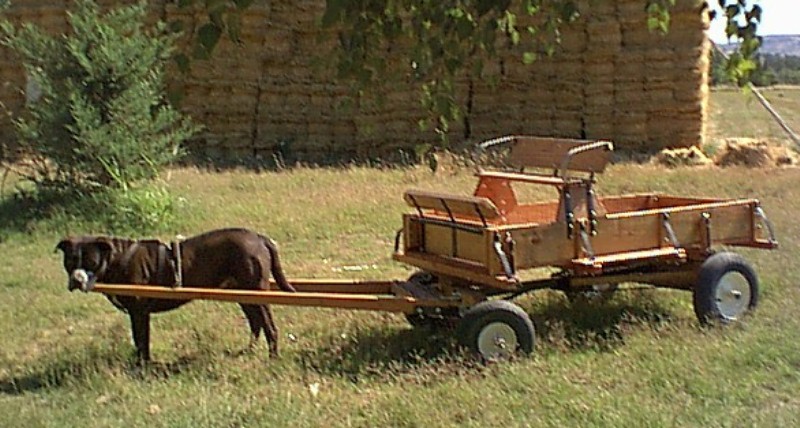 Tonshiar and his buckboard